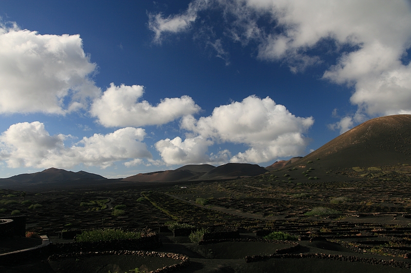 Kanary_2010 366